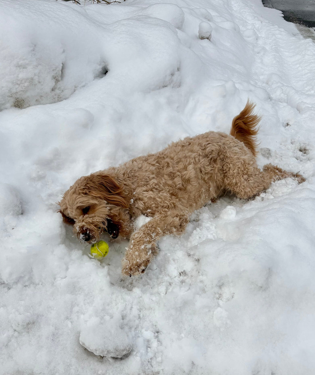 5 Ways To Keep Your Pet Entertained And Happy
