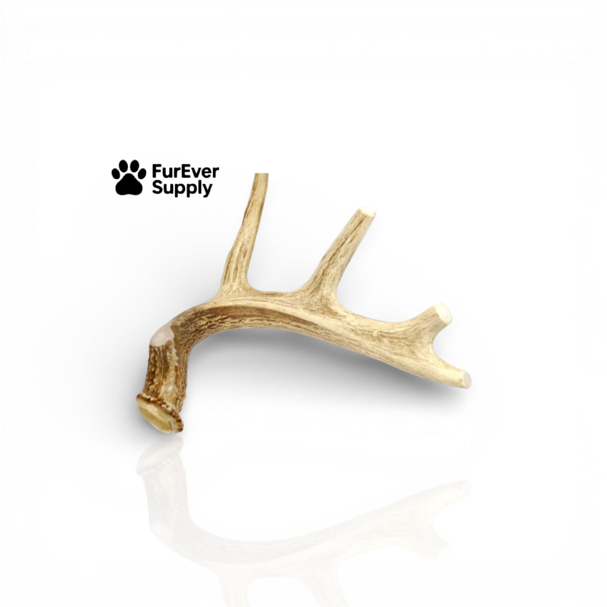 Whole Deer Antler